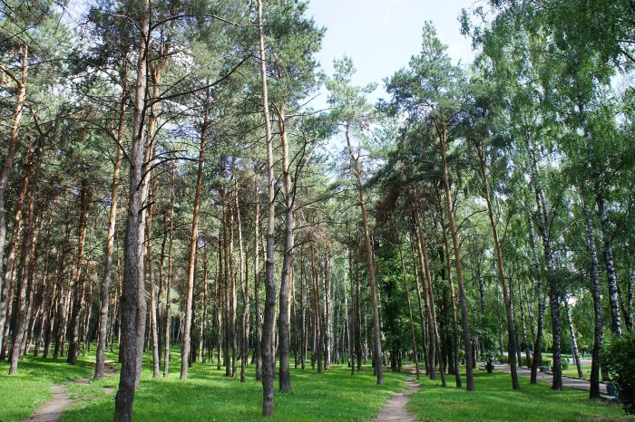 Парк Сосенки в Царицыно