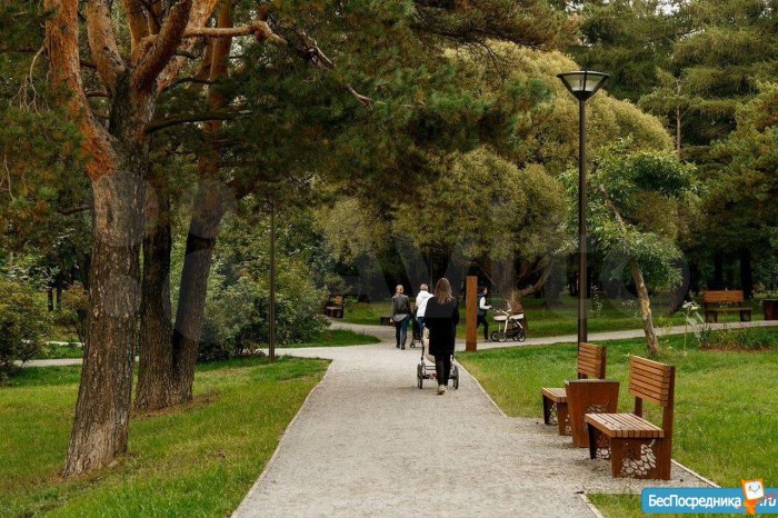 Аршиновский парк шишка