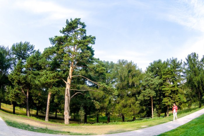 Жулебинский парк лес