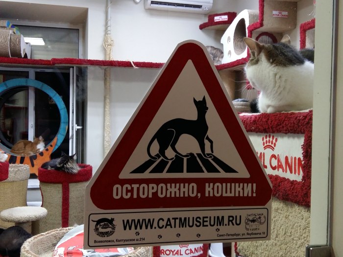 Музей кошки в Питере