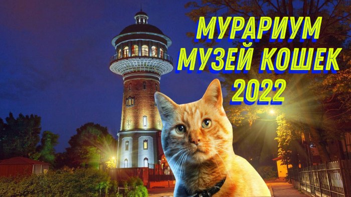 Зеленоградск город кошек