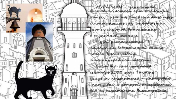 Калининград скетч музей кошек