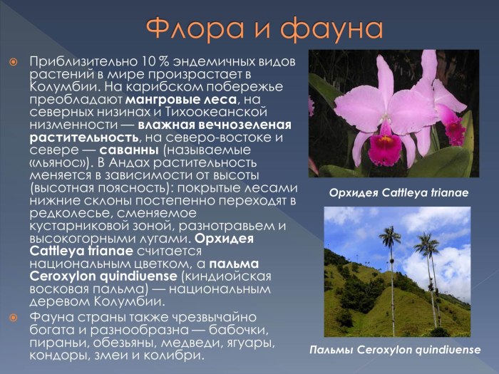 Растительный мир Колумбии