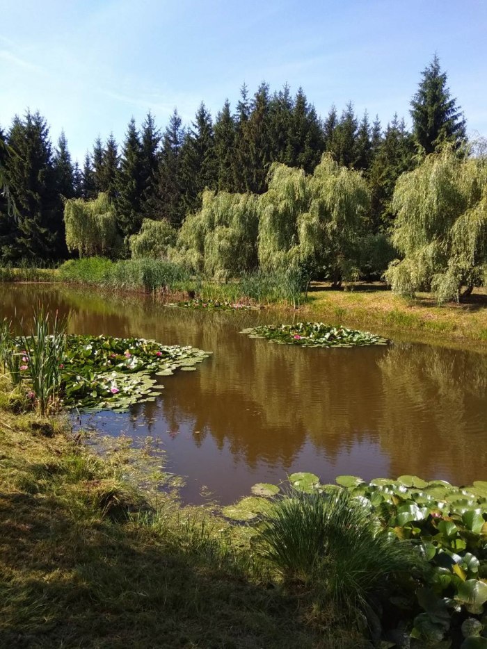 Уреки дендрологический