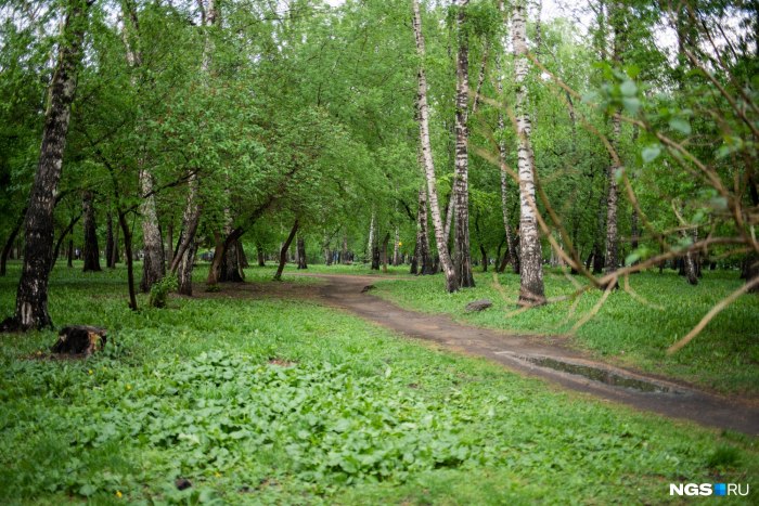 Парк Берёзовая роща кладбище новостбирск