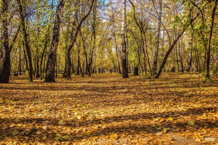 Берёзовая роща парк Новосибирск