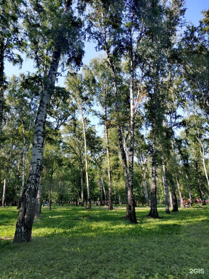 Берёзовая роща парк Новосибирск