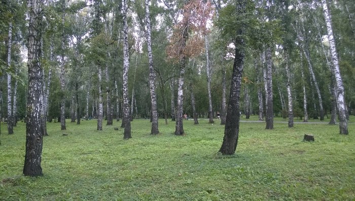 Берёзовая роща парк Новосибирск