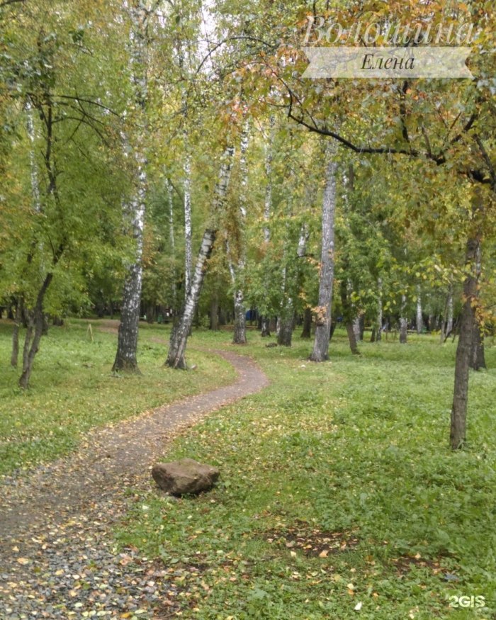 Берёзовая роща парк Новосибирск