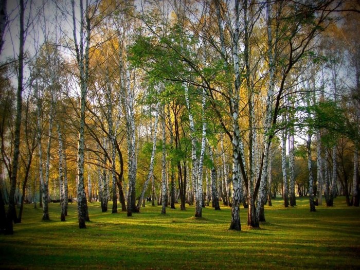 Парк Березовая роща Ховрино