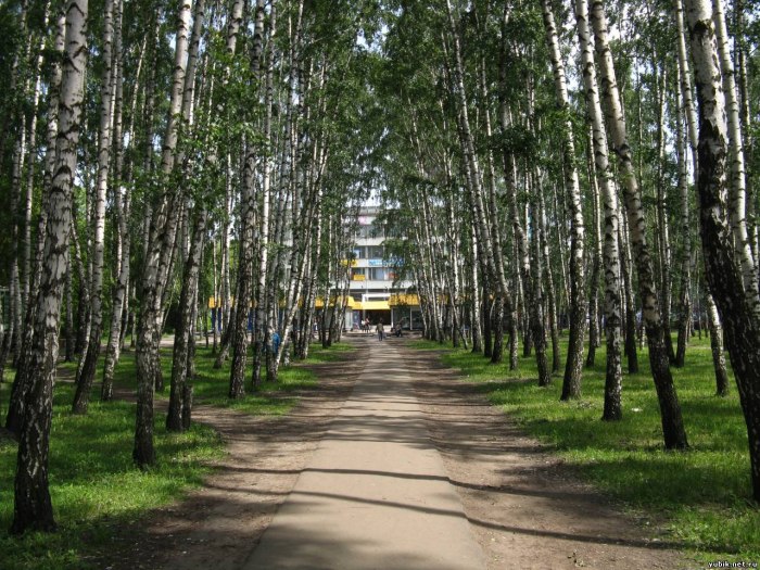 Парк Березовая роща Королев