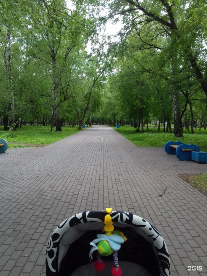 Берёзовая роща парк Новосибирск