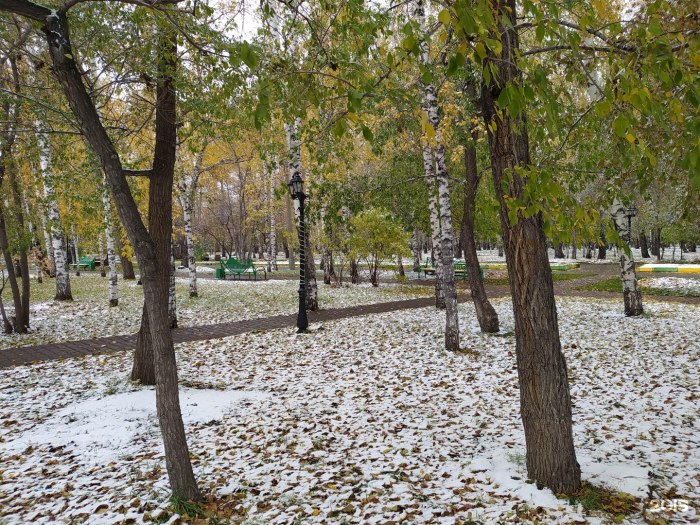Берёзовая роща парк Новосибирск