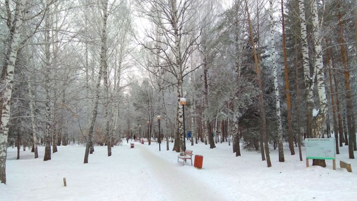 Березовая роща Томск Каштак