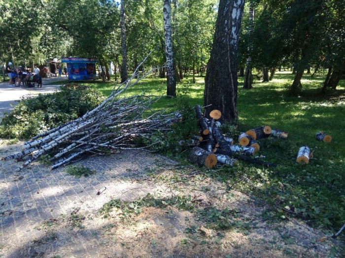 Березовая роща Новосибирск