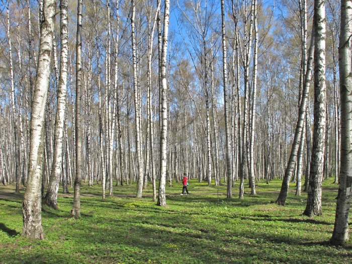 Парк Березовая роща Орехово Зуево