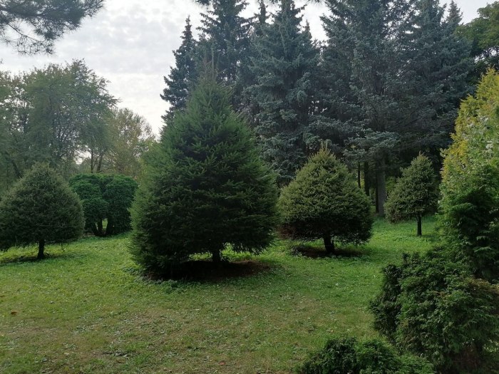 Бирюлёвский дендропарк гинкго двулопастный