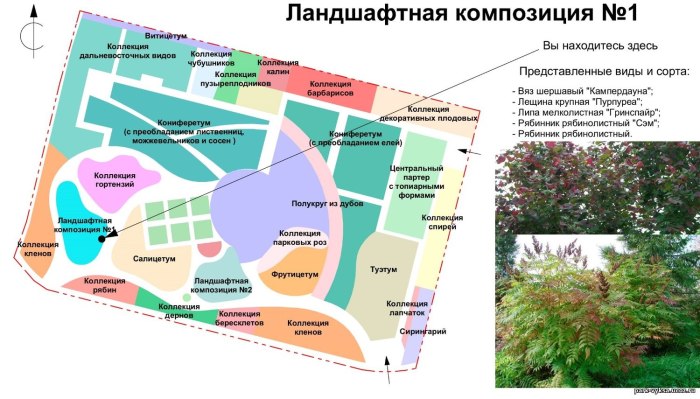 План дендрария Краснодар