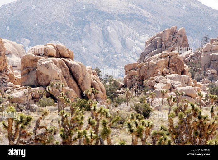 Joshua Tree National Park Climbing