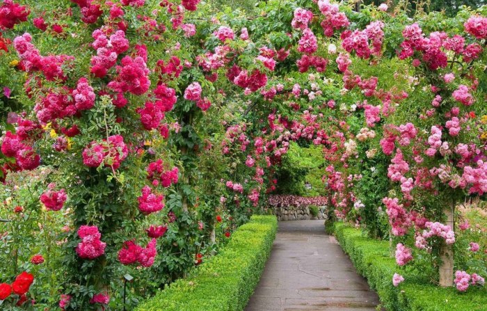 Butchart Gardens, Канада розарий