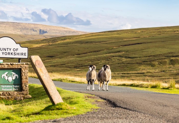 Two Sheep Jump along the Road Video