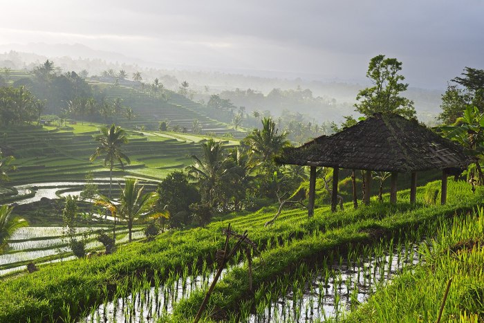 Bali Ubud рисовые поля