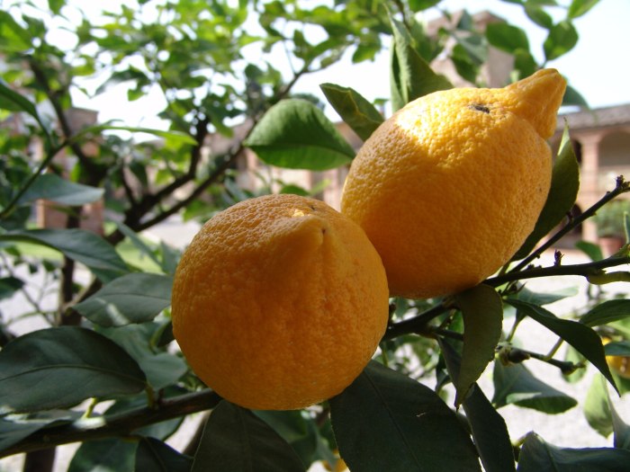 Lemon Citrus Limon Италия